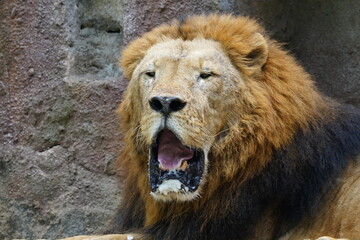 Obraz premium Lions (Panthera leo) are iconic and majestic big cats known for their strength, social structure, and dominance as apex predators in their habitats. |雄獅子