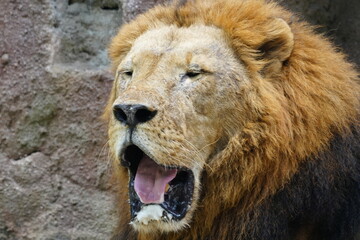 Obraz premium Lions (Panthera leo) are iconic and majestic big cats known for their strength, social structure, and dominance as apex predators in their habitats. |雄獅子