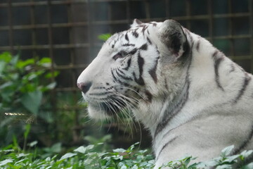 White tigers are a rare variant of Bengal tigers (Panthera tigris tigris) characterized by their striking white fur with black or dark brown stripes. |白老虎