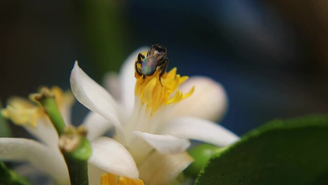 Trigona laeviceps is a species of stingless bee found in certain regions of Asia, particularly in countries like Indonesia, Malaysia, and Thailand
