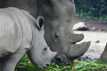 Obraz premium Ceratotherium simum, commonly known as the white rhinoceros, is one of the two rhinoceros species found in Africa, the other being the black rhinoceros. |白犀牛|方吻犀