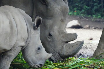 Naklejka premium Ceratotherium simum, commonly known as the white rhinoceros, is one of the two rhinoceros species found in Africa, the other being the black rhinoceros. |白犀牛|方吻犀