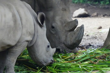 Fototapeta premium Ceratotherium simum, commonly known as the white rhinoceros, is one of the two rhinoceros species found in Africa, the other being the black rhinoceros. |白犀牛|方吻犀