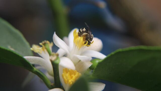 Trigona laeviceps is a species of stingless bee found in certain regions of Asia, particularly in countries like Indonesia, Malaysia, and Thailand