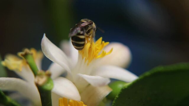 Trigona laeviceps is a species of stingless bee found in certain regions of Asia, particularly in countries like Indonesia, Malaysia, and Thailand