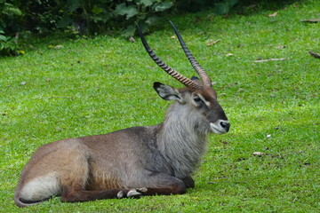 The waterbuck (Kobus ellipsiprymnus) is a large antelope found widely in sub-Saharan Africa.|水羚