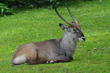 Obraz premium The waterbuck (Kobus ellipsiprymnus) is a large antelope found widely in sub-Saharan Africa.|水羚