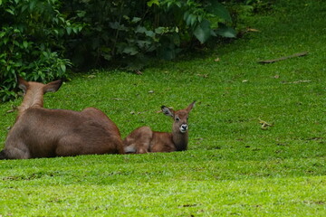 The waterbuck (Kobus ellipsiprymnus) is a large antelope found widely in sub-Saharan Africa.|水羚