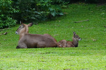 The waterbuck (Kobus ellipsiprymnus) is a large antelope found widely in sub-Saharan Africa.|水羚
