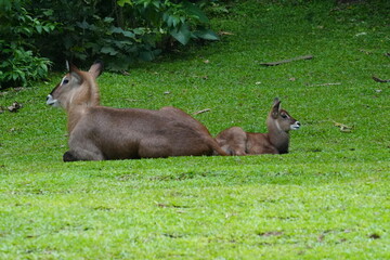 The waterbuck (Kobus ellipsiprymnus) is a large antelope found widely in sub-Saharan Africa.|水羚