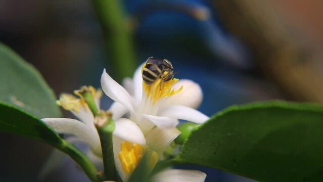 Trigona laeviceps is a species of stingless bee found in certain regions of Asia, particularly in countries like Indonesia, Malaysia, and Thailand