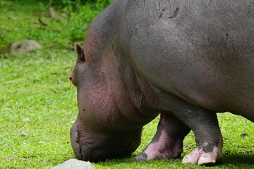 Pygmy Hippopotamus (Choeropsis liberiensis or Hexaprotodon liberiensis) is a small, elusive, and primarily nocturnal mammal native to the forests |倭河馬|侏儒河馬