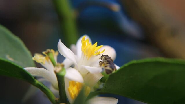 Trigona laeviceps is a species of stingless bee found in certain regions of Asia, particularly in countries like Indonesia, Malaysia, and Thailand