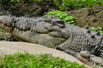 Crocodiles are large, aquatic reptiles belonging to the order Crocodylia, which also includes...