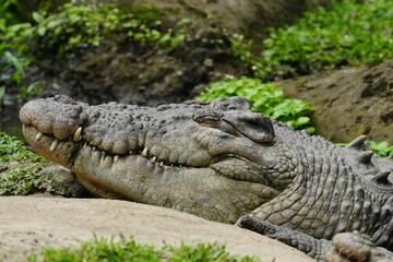 Crocodiles are large, aquatic reptiles belonging to the order Crocodylia, which also includes...