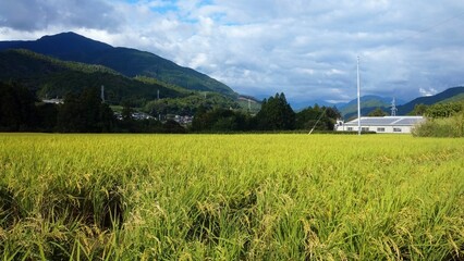 Fototapeta premium paddy field and mountains
