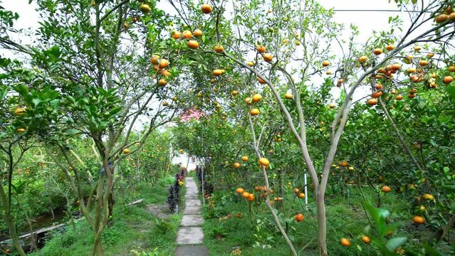 Ripe tangerines on trees waiting to be harvested, this is a specialty of Lai Vung, Dong Thap, Vietnam country, Mekong Delta