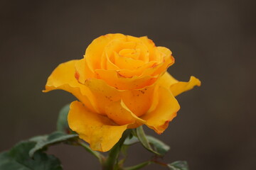 single yellow rose