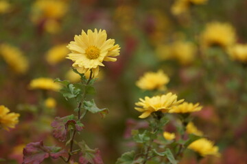 yellow flowers in a field