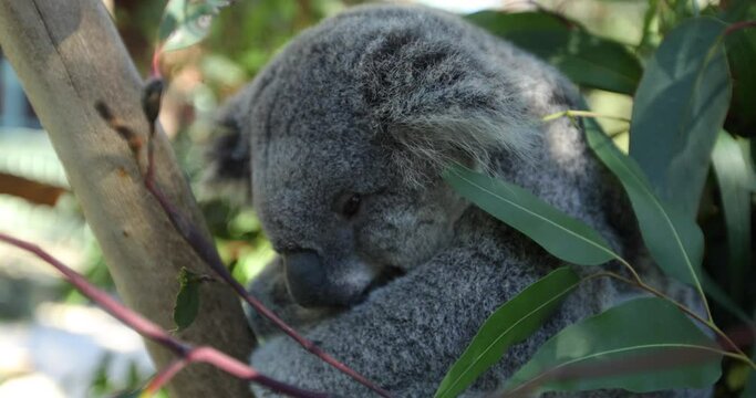 Close up on adorable koala in tree