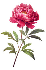 Pink Peony or Garden peony flower on a transparent background