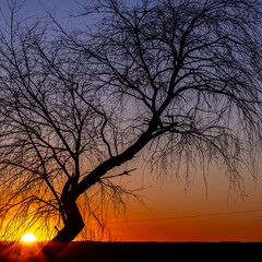 Silhouette of a native cherry tree at sunset with electric wire in a square format.
