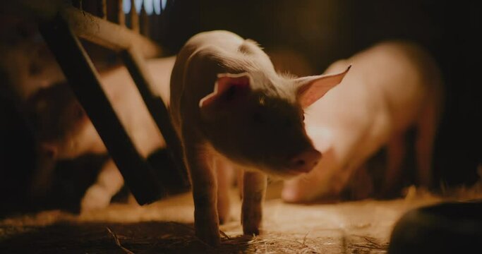 Pigs At Livestock Farm Young Newborn Piglets Agriculture