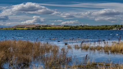 A flock of white and black ducks swim in a blue lake. Yellowed grass at the water's edge. Green hills against a blue sky and clouds in the distance. Redonda Bay. Lago Argentino. El Calafate. Argentina