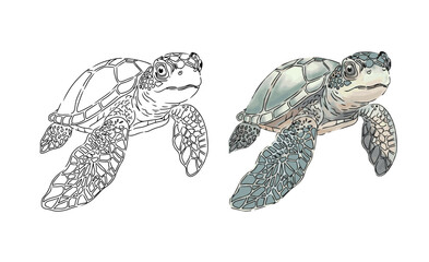 Turtle vector coloring page image. Turtle vector
