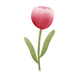 tulip isolated on red