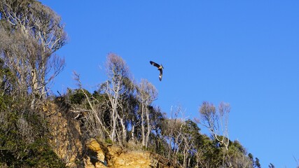 崖の上を飛ぶトンビを見上げる