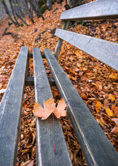 An autumn leaf on the wooden bench in the park