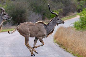Zwei flüchtende Sambesi-Großkudu queren eine Strasse in der Seitenansicht
