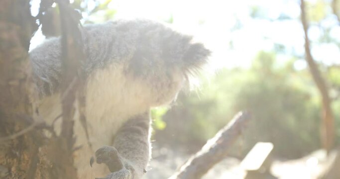 Cinematic sun flare on koala in tree - close up