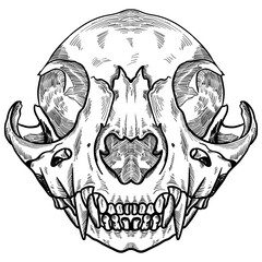 a cat skull and bones hand drawing vector