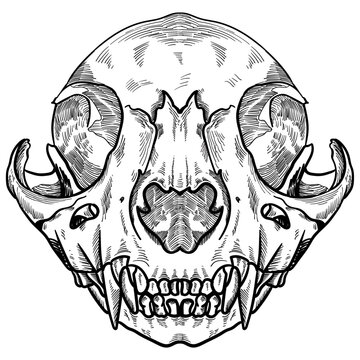 a cat skull and bones hand drawing vector