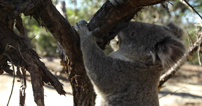 Adorable koala 