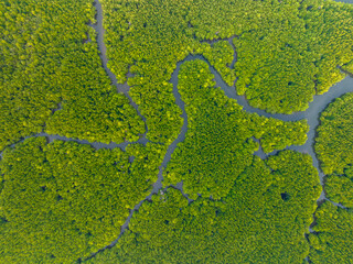 Amazing abundant mangrove forest, Aerial view of forest trees Rainforest ecosystem and healthy environment background, Texture of green trees forest top down, High angle view