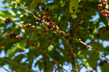 Coffee beans grow on tree
