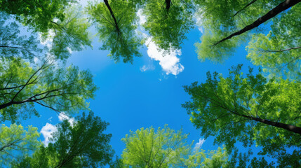 green leaves and sky, Clear blue sky and green trees seen from below. Carbon neutrality concept presented in a vertical format. Pictures for Earth Day or World Environment Day desktop backgrounds. - obrazy, fototapety, plakaty