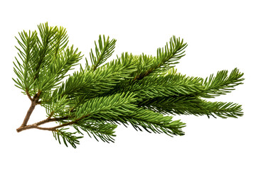 Isolated green fir tree branch on white