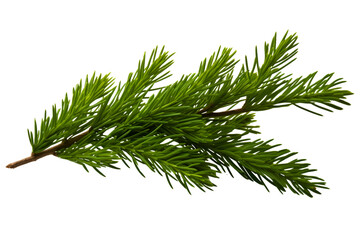 Front view christmas branch on white
