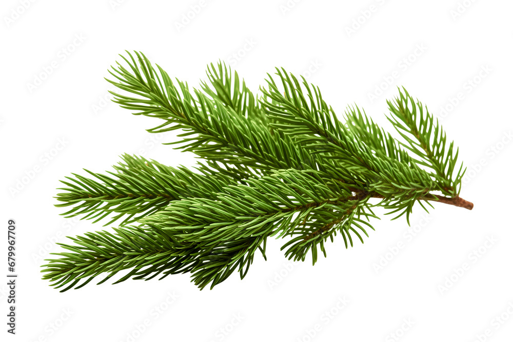 Wall mural Green christmas branch of a pine on white