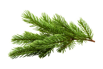Green christmas branch of a pine on white - obrazy, fototapety, plakaty