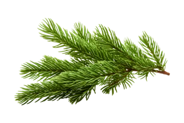 Fotobehang Green christmas branch of a pine on white © D85studio