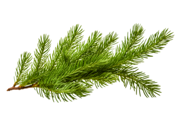 Pine branch of christmas tree on white