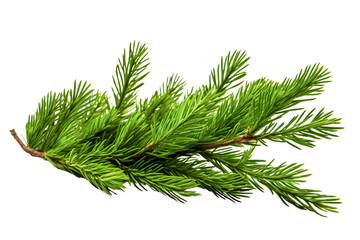 Christmas pine branch with cones