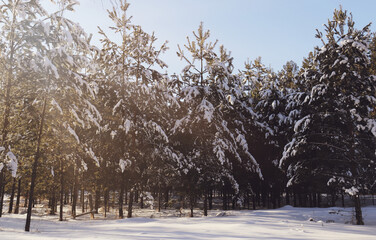 Warm sunny day in a winter snowy forest.