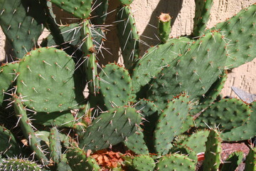 Opuncja kolczasta kaktus opuntia
