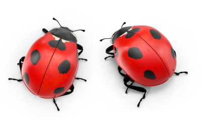 ladybug on transparent background